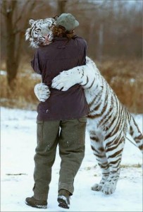 TigerHug-203x300.jpg