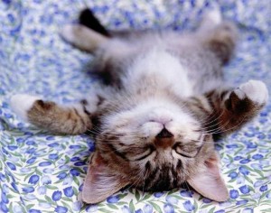 relaxed-cat-300x236.jpg